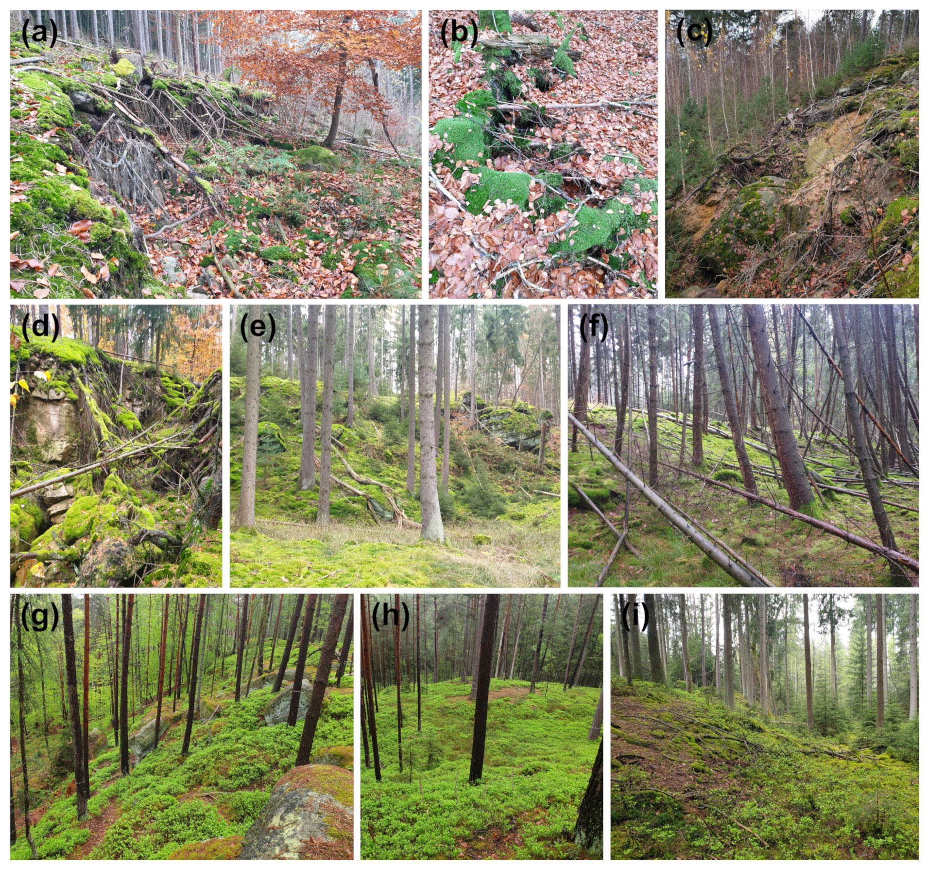 ESurf - Geology and vegetation control landsliding on forest-managed ...